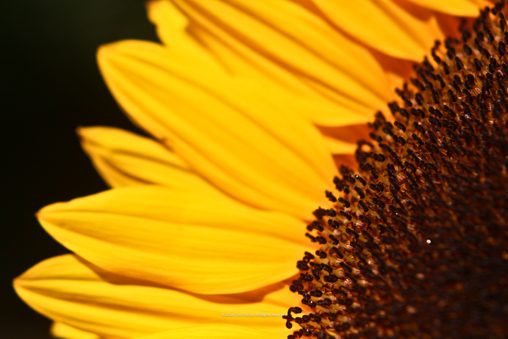 Sunflower Rays